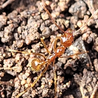 Aphaenogaster longiceps (Funnel ant) at Wee Jasper Nature Reserve - 18 May 2023 by trevorpreston