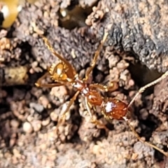 Aphaenogaster longiceps at Wee Jasper, NSW - 18 May 2023