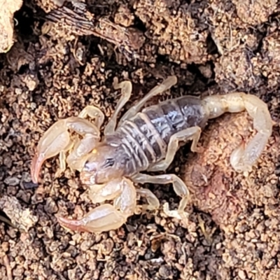 Urodacus manicatus (Black Rock Scorpion) at Wee Jasper Nature Reserve - 18 May 2023 by trevorpreston