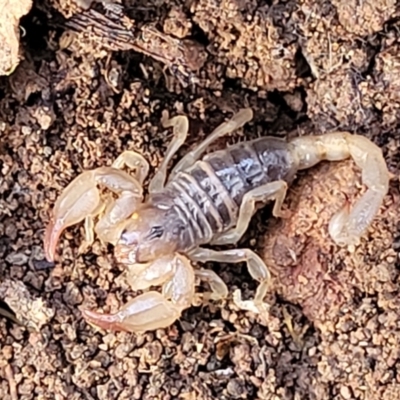 Urodacus manicatus (Black Rock Scorpion) at Wee Jasper, NSW - 18 May 2023 by trevorpreston