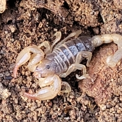 Urodacus manicatus at Wee Jasper, NSW - 18 May 2023 11:34 AM