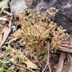 Pomax umbellata (A Pomax) at Wee Jasper, NSW - 18 May 2023 by trevorpreston