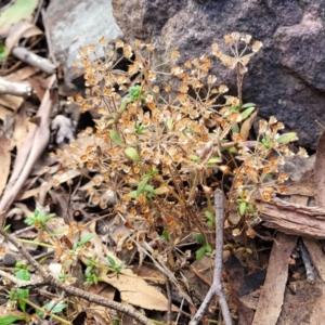 Pomax umbellata at Wee Jasper, NSW - 18 May 2023 11:32 AM