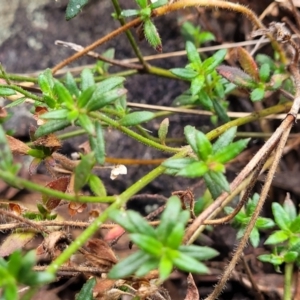 Pomax umbellata at Wee Jasper, NSW - 18 May 2023 11:32 AM