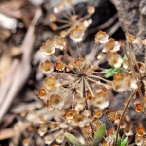 Pomax umbellata at Wee Jasper, NSW - 18 May 2023 11:32 AM