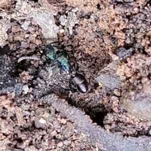 Rhytidoponera metallica at Wee Jasper, NSW - 18 May 2023