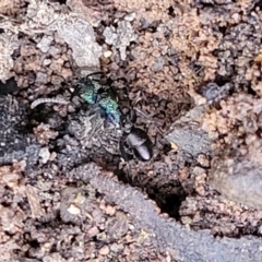 Rhytidoponera metallica (Greenhead ant) at Wee Jasper, NSW - 18 May 2023 by trevorpreston