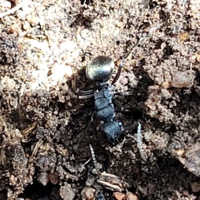 Polyrhachis sp. (genus) (A spiny ant) at Wee Jasper Nature Reserve - 18 May 2023 by trevorpreston