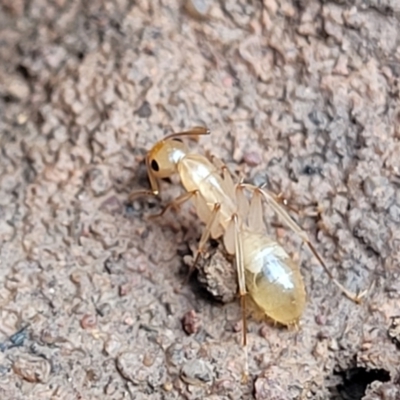 Camponotus claripes (Pale-legged sugar ant) at Wee Jasper Nature Reserve - 18 May 2023 by trevorpreston
