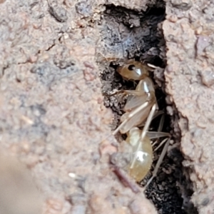 Camponotus claripes at Wee Jasper, NSW - 18 May 2023