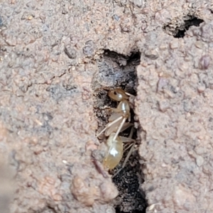 Camponotus claripes at Wee Jasper, NSW - 18 May 2023