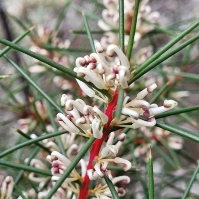 Hakea decurrens subsp. decurrens (Bushy Needlewood) at Wee Jasper Nature Reserve - 18 May 2023 by trevorpreston