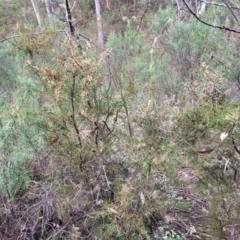 Hakea decurrens subsp. decurrens at Wee Jasper, NSW - 18 May 2023