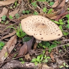 Macrolepiota clelandii (Macrolepiota clelandii) at Wee Jasper Nature Reserve - 18 May 2023 by trevorpreston