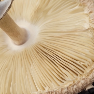 Macrolepiota clelandii at Wee Jasper, NSW - 18 May 2023 11:23 AM