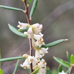 Monotoca scoparia (Broom Heath) at Wee Jasper, NSW - 18 May 2023 by trevorpreston