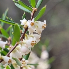 Monotoca scoparia at Wee Jasper, NSW - 18 May 2023