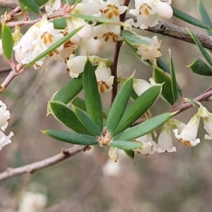 Monotoca scoparia at Wee Jasper, NSW - 18 May 2023