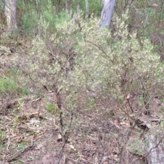 Monotoca scoparia at Wee Jasper, NSW - 18 May 2023