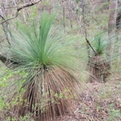 Xanthorrhoea glauca subsp. angustifolia (Grey Grass-tree) at Wee Jasper, NSW - 18 May 2023 by trevorpreston