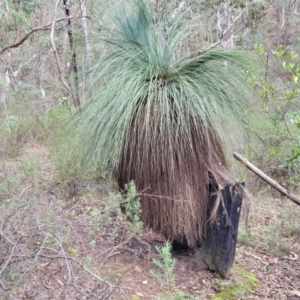 Xanthorrhoea glauca subsp. angustifolia at Wee Jasper, NSW - 18 May 2023