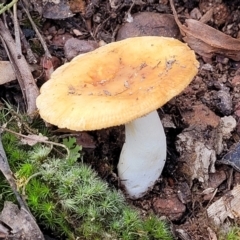 Unidentified Cap on a stem; gills below cap [mushrooms or mushroom-like] at Wee Jasper, NSW - 18 May 2023 by trevorpreston