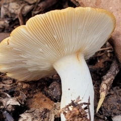 Russula sp. (genus) at Wee Jasper, NSW - 18 May 2023 11:13 AM