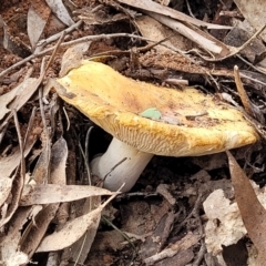 Russula sp. (genus) at Wee Jasper, NSW - 18 May 2023 11:13 AM