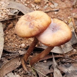 Laccaria sp. at Wee Jasper, NSW - 18 May 2023