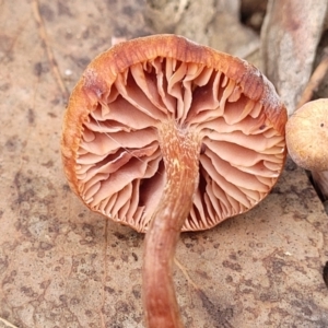 Laccaria sp. at Wee Jasper, NSW - 18 May 2023
