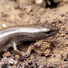 Hemiergis talbingoensis (Eastern Three-toed Earless Skink) at Wee Jasper, NSW - 18 May 2023 by trevorpreston