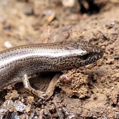 Hemiergis talbingoensis (Three-toed Skink) at Wee Jasper, NSW - 18 May 2023 by trevorpreston