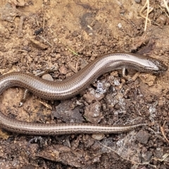 Hemiergis talbingoensis at Wee Jasper, NSW - 18 May 2023