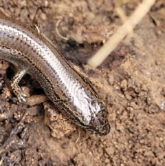 Hemiergis talbingoensis at Wee Jasper, NSW - 18 May 2023