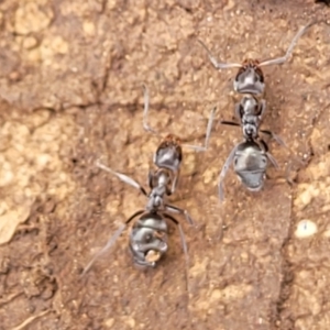 Iridomyrmex sp. (genus) at Wee Jasper, NSW - 18 May 2023 10:51 AM