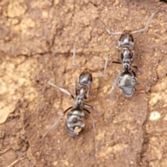 Iridomyrmex sp. (genus) (Ant) at Wee Jasper, NSW - 18 May 2023 by trevorpreston