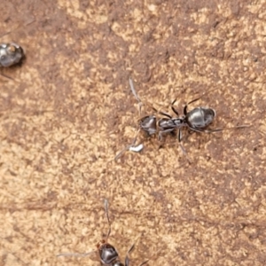 Iridomyrmex sp. (genus) at Wee Jasper, NSW - 18 May 2023 10:51 AM