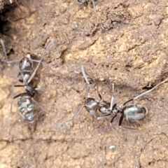 Iridomyrmex sp. (genus) at Wee Jasper, NSW - 18 May 2023 10:51 AM