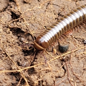 Juliformia sp. (superorder) at Wee Jasper, NSW - 18 May 2023 10:50 AM