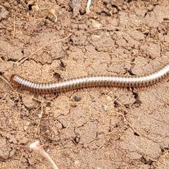 Juliformia sp. (superorder) at Wee Jasper, NSW - 18 May 2023 10:50 AM