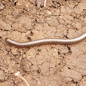 Juliformia sp. (superorder) at Wee Jasper, NSW - 18 May 2023 10:50 AM