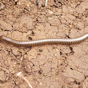 Juliformia sp. (superorder) at Wee Jasper, NSW - 18 May 2023 10:50 AM