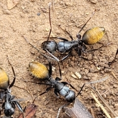 Camponotus aeneopilosus (A Golden-tailed sugar ant) at Wee Jasper, NSW - 18 May 2023 by trevorpreston