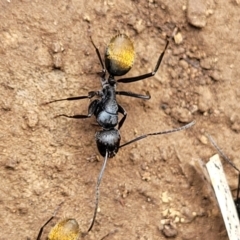 Camponotus aeneopilosus at Wee Jasper, NSW - 18 May 2023