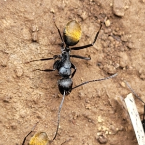 Camponotus aeneopilosus at Wee Jasper, NSW - 18 May 2023 10:47 AM