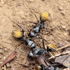 Camponotus aeneopilosus at Wee Jasper, NSW - 18 May 2023 10:47 AM