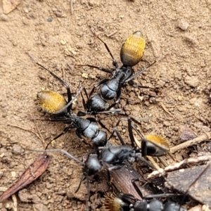 Camponotus aeneopilosus at Wee Jasper, NSW - 18 May 2023