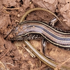 Ctenotus robustus (Robust Striped-skink) at Wee Jasper, NSW - 18 May 2023 by trevorpreston