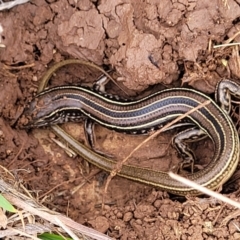 Ctenotus robustus at Wee Jasper, NSW - 18 May 2023