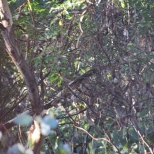 Zosterops lateralis at Greenleigh, NSW - 4 May 2023